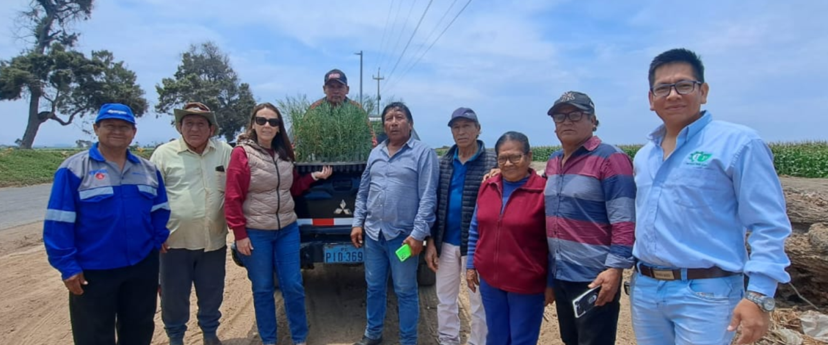 plantones-140-pinos